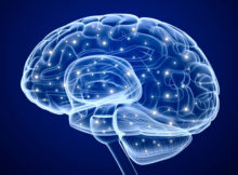 Interesting Facts About The Human Brain And Psychology