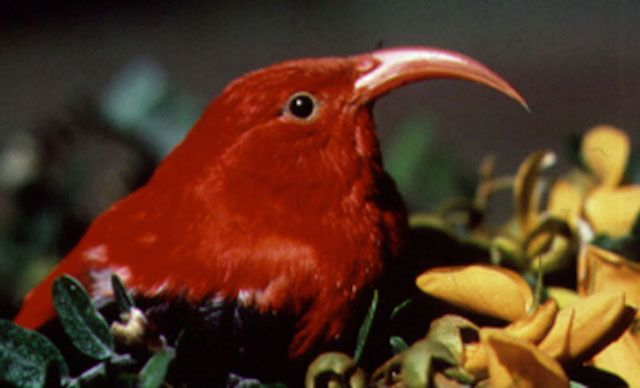 10 Rare Animal Species That Went Extinct in Our Time  