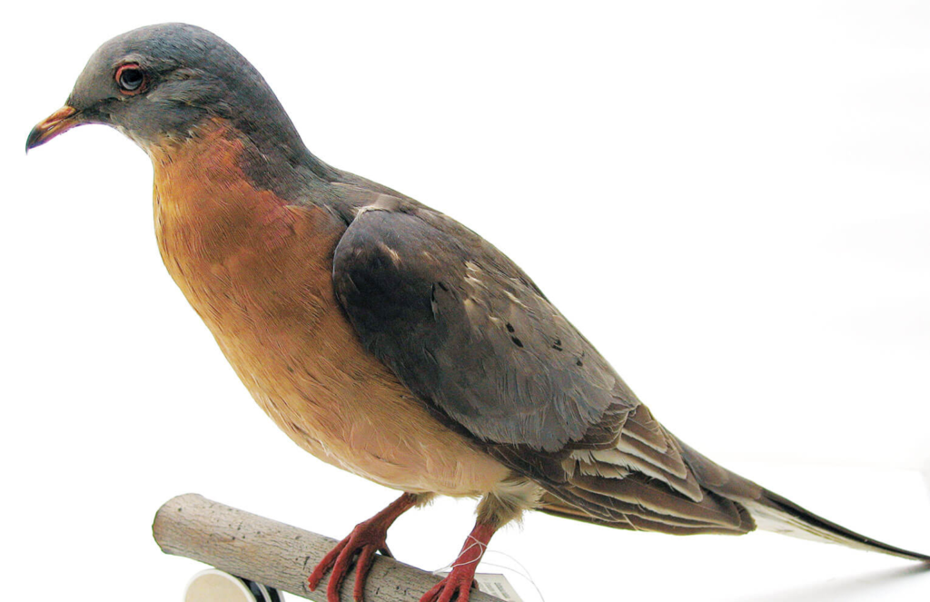 10 Rare Animal Species That Went Extinct in Our Time  