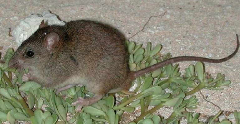 10 Rare Animal Species That Went Extinct in Our Time  