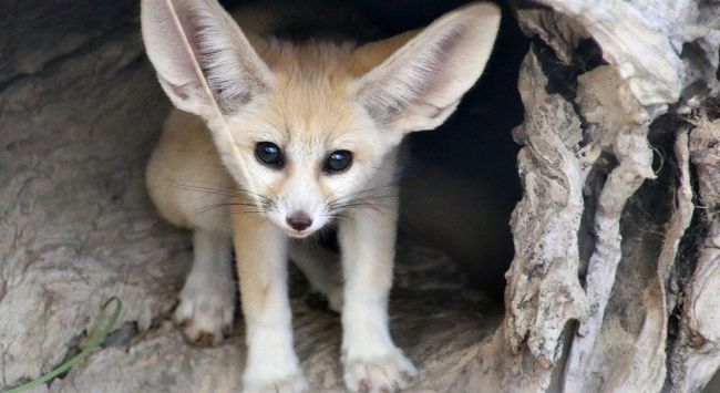 Animals You’ve Probably Never Seen As Babies