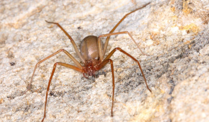 US States With The Most Spiders