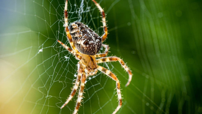 US States With The Most Spiders