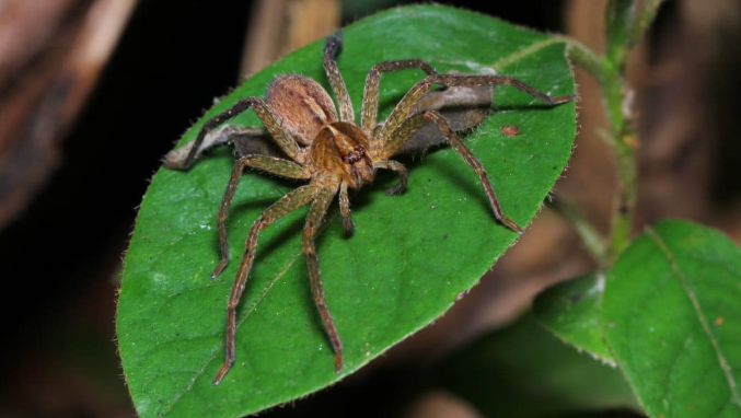US States With The Most Spiders